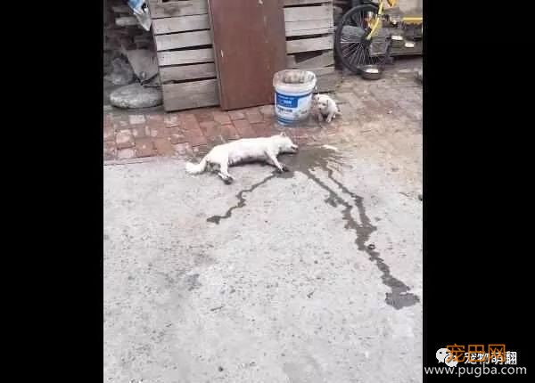 小狗不离开，只为看着慢慢死去的妈妈，接下来让人想落泪-1.jpeg