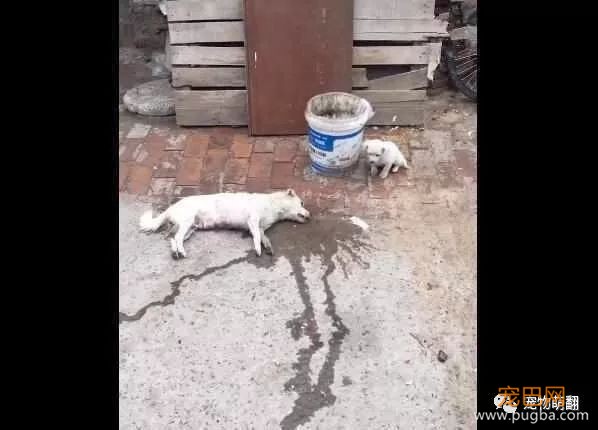 小狗不离开，只为看着慢慢死去的妈妈，接下来让人想落泪-3.jpeg