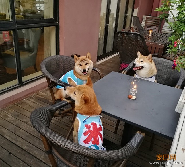 从火锅到法餐，魔都这10家餐厅喊你家狗子来吃饭了！-51.jpeg