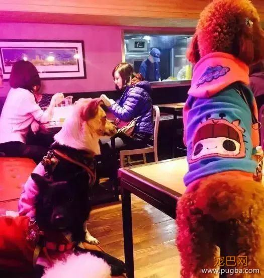 从火锅到法餐，魔都这10家餐厅喊你家狗子来吃饭了！-59.jpeg