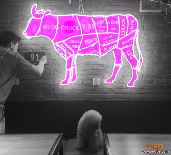 从火锅到法餐，魔都这10家餐厅喊你家狗子来吃饭了！-62.jpeg