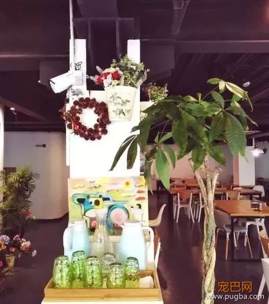 从火锅到法餐，魔都这10家餐厅喊你家狗子来吃饭了！-69.jpeg