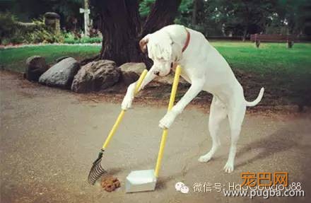 狗狗吃屎知多少？4招让你家的狗远离粑粑！-1.jpeg