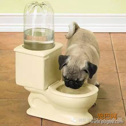 狗狗吃屎知多少？4招让你家的狗远离粑粑！-2.jpeg