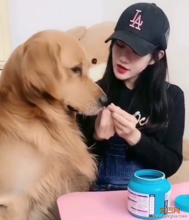主人哄金毛吃药，威逼利诱仍不成，金毛最后竟使出这招来讨好主人-1.jpeg