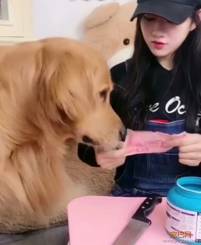 主人哄金毛吃药，威逼利诱仍不成，金毛最后竟使出这招来讨好主人-4.jpeg