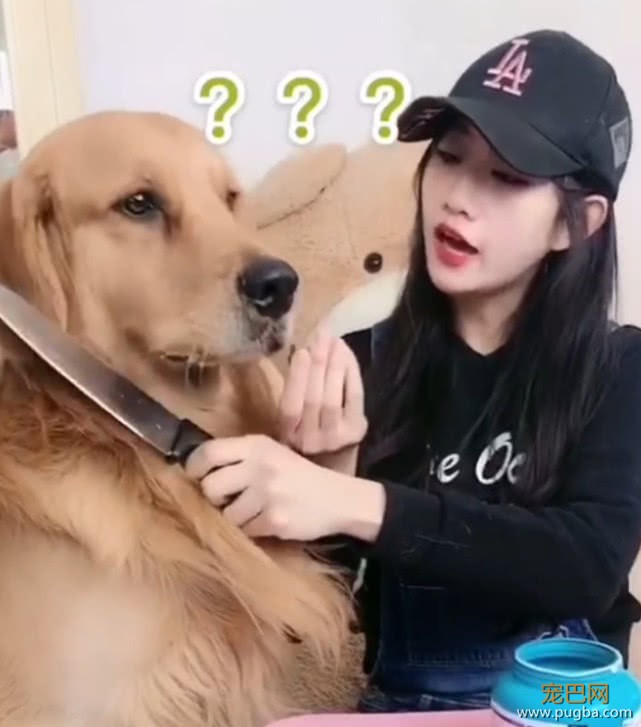 主人哄金毛吃药，威逼利诱仍不成，金毛最后竟使出这招来讨好主人-3.jpeg