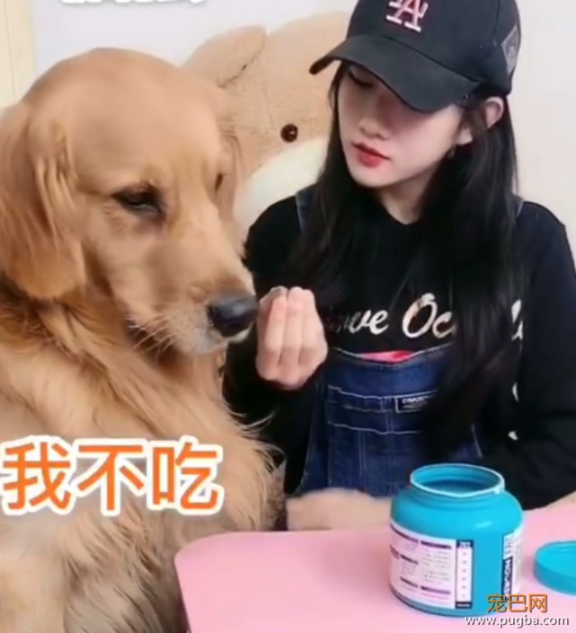 主人哄金毛吃药，威逼利诱仍不成，金毛最后竟使出这招来讨好主人-2.jpeg