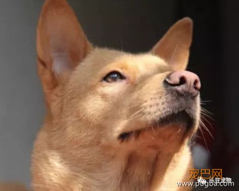 没见过的家人，家犬从来不咬，是为啥呢？专家为你解释！-1.jpeg
