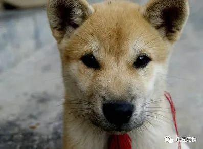 没见过的家人，家犬从来不咬，是为啥呢？专家为你解释！-4.jpeg