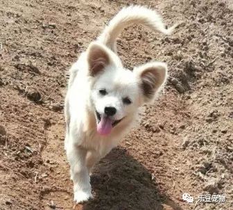 没见过的家人，家犬从来不咬，是为啥呢？专家为你解释！-2.jpeg