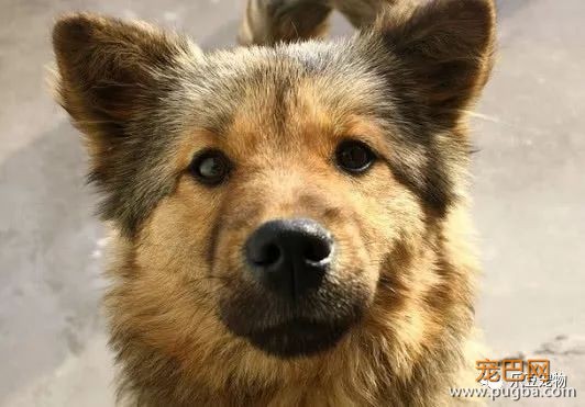 没见过的家人，家犬从来不咬，是为啥呢？专家为你解释！-3.jpeg