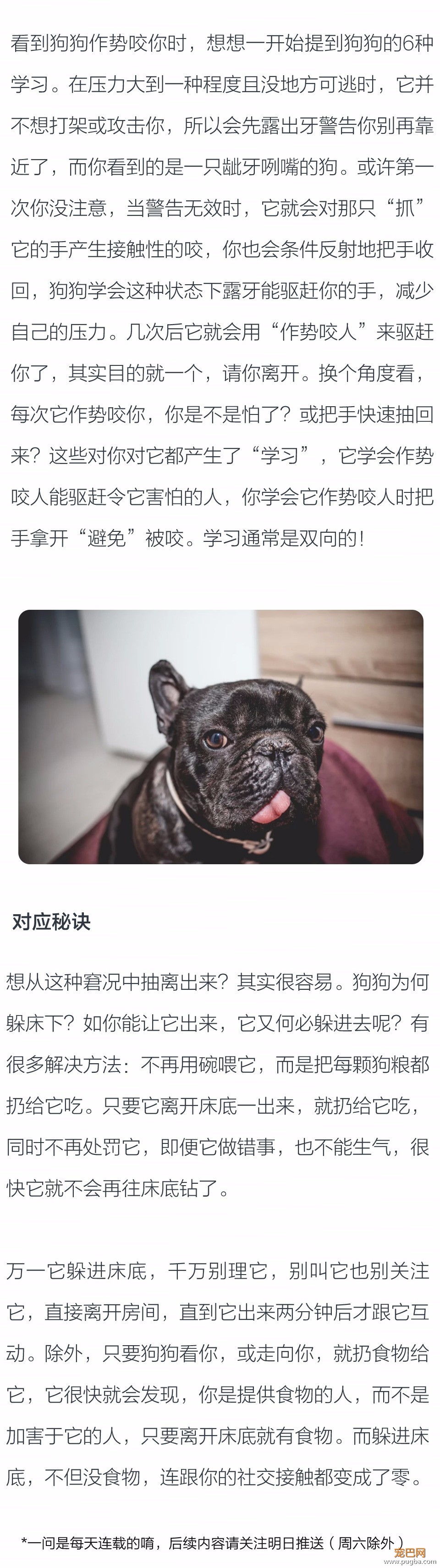 为何狗狗会躲床底下不出来，抓它时还作势咬人？-2.jpeg