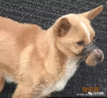流浪狗嘴巴被人恶意绑住，解开时，全体工作人员落泪！-1.jpeg