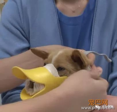 流浪狗嘴巴被人恶意绑住，解开时，全体工作人员落泪！-5.jpeg