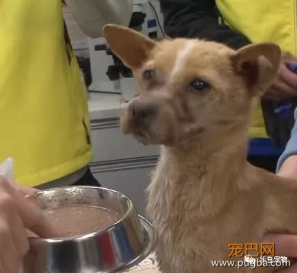流浪狗嘴巴被人恶意绑住，解开时，全体工作人员落泪！-4.jpeg