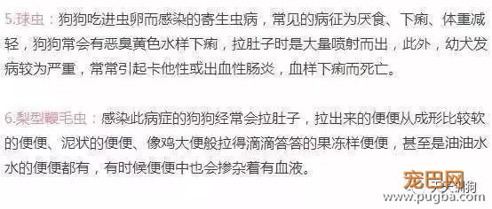 犬只的驱虫常识，养狗须知！-2.jpeg