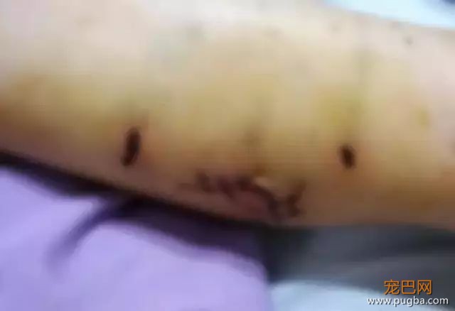 9岁女孩遭两宠物狗疯咬，竟因她身上有这种东西...-5.jpeg
