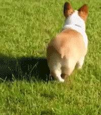 养了宠物狗半年才发现原来是兔，当时我就蒙圈了！-1.gif