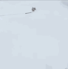 养了宠物狗半年才发现原来是兔，当时我就蒙圈了！-3.gif