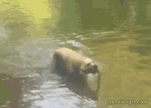 养了宠物狗半年才发现原来是兔，当时我就蒙圈了！-4.gif