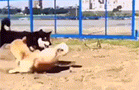 养了宠物狗半年才发现原来是兔，当时我就蒙圈了！-5.gif