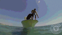 养了宠物狗半年才发现原来是兔，当时我就蒙圈了！-7.gif