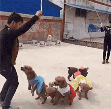 养了宠物狗半年才发现原来是兔，当时我就蒙圈了！-6.gif