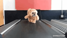 养了宠物狗半年才发现原来是兔，当时我就蒙圈了！-8.gif