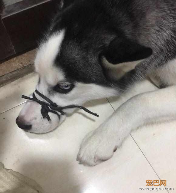 二哈拆家后躲在角落里不肯出来，网友大笑：说不出来，就不出来！-1.jpeg