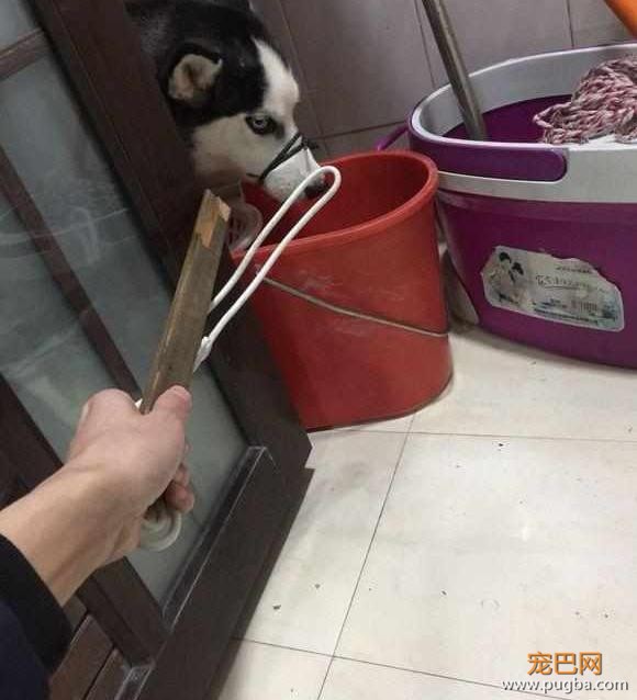 二哈拆家后躲在角落里不肯出来，网友大笑：说不出来，就不出来！-2.jpeg