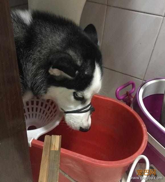 二哈拆家后躲在角落里不肯出来，网友大笑：说不出来，就不出来！-3.jpeg