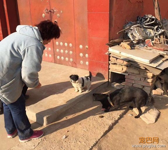 陪伴一生的主人，却用如此“极端”方式来结束它的生命，寒心！-8.jpeg