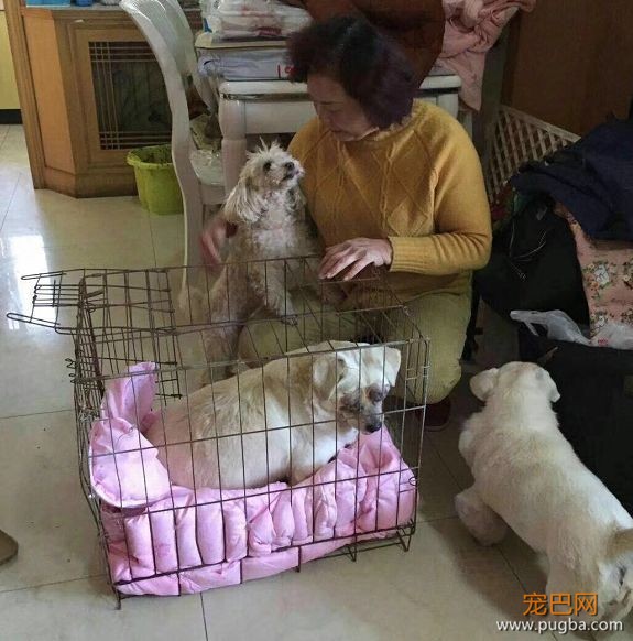 陪伴一生的主人，却用如此“极端”方式来结束它的生命，寒心！-7.jpeg
