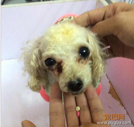 陪伴一生的主人，却用如此“极端”方式来结束它的生命，寒心！-14.jpeg