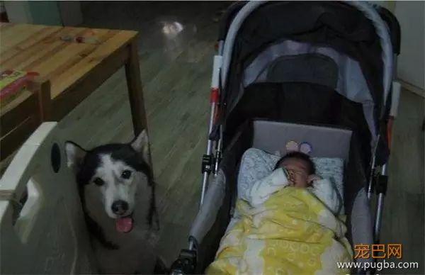 说怀孕就不能养狗的人，那是他们没有常识！-9.jpeg