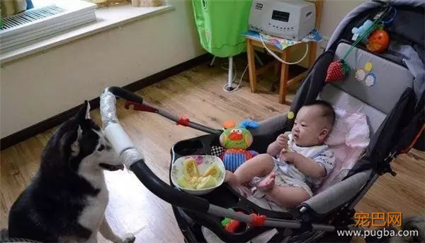 说怀孕就不能养狗的人，那是他们没有常识！-12.jpeg