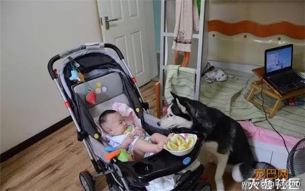 说怀孕就不能养狗的人，那是他们没有常识！-13.jpeg
