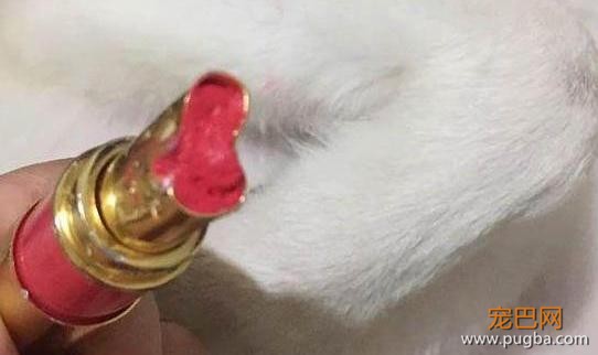 二哈拆家吃了女主人的口红，二哈：妈，这口红还挺好吃再来一根-3.jpeg