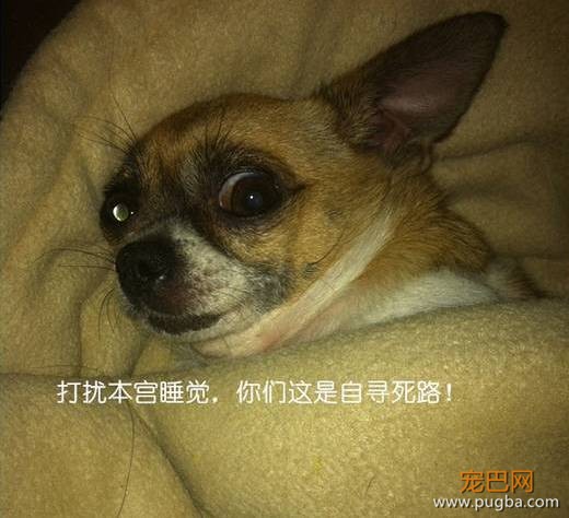 为狗狗做这些，狗狗会一辈子感激你的！相信我！-2.jpeg