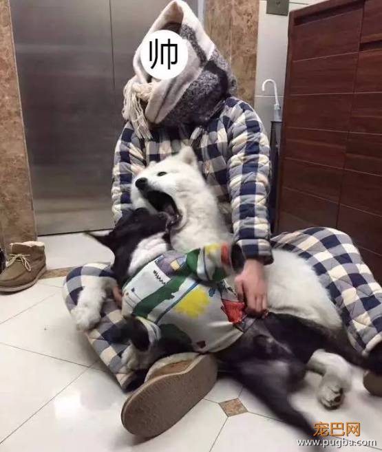 为狗狗做这些，狗狗会一辈子感激你的！相信我！-7.jpeg