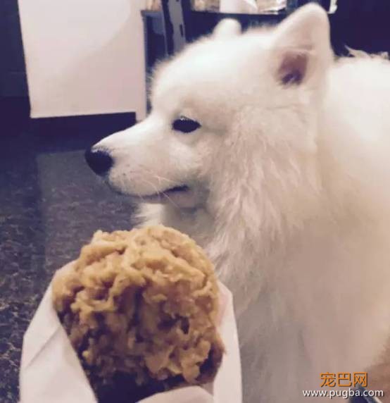 为狗狗做这些，狗狗会一辈子感激你的！相信我！-8.jpeg