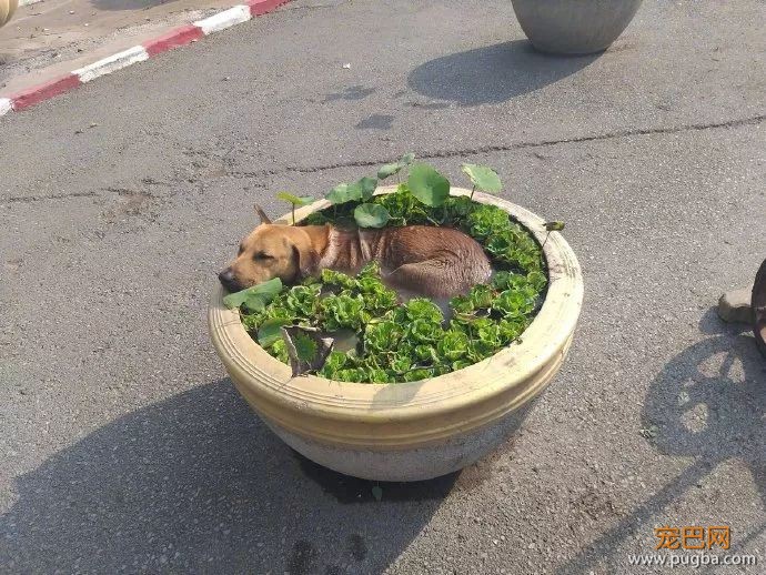 天气刚热，网友就发现水栽莲花盆长了个奇怪的东西，走近一看...-1.jpeg