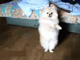 恕我直言，你养的就是个玩物而不是宠物！-1.gif