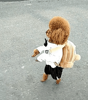 恕我直言，你养的就是个玩物而不是宠物！-3.gif