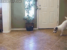 恕我直言，你养的就是个玩物而不是宠物！-2.gif