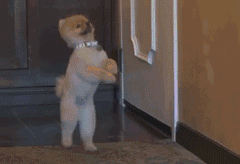 恕我直言，你养的就是个玩物而不是宠物！-5.gif