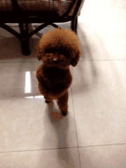 恕我直言，你养的就是个玩物而不是宠物！-6.gif
