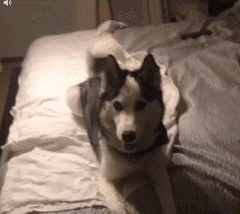 如果你想养狗，一定要看看这篇文章-5.gif