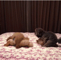 如果你想养狗，一定要看看这篇文章-6.gif